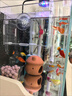 勛貍粑魚(yú)缸隔離盒亞克力孔雀魚(yú)繁殖盒烏龜魚(yú)苗斗魚(yú)熱帶魚(yú)幼魚(yú)小魚(yú)孵化盒 單格20*10*10(吸盤(pán)+掛鉤) 曬單實(shí)拍圖