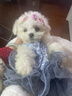 寵邁鑫純種比熊幼犬小型小體活物卷毛血統比熊犬茶杯寵物狗狗長(cháng)不大可愛(ài) 血統級 比熊 公 曬單實(shí)拍圖