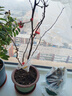綠絲絳海棠花盆栽樹(shù)苗日本鐵桿北美海棠盆庭院陽(yáng)臺室內耐寒四季花卉植物 日本海棠 5年苗 曬單實(shí)拍圖