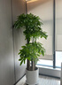 綠韻花田【2小時(shí)達】步步高發(fā)財樹(shù)盆栽植物室內大型植物客廳開(kāi)業(yè)公司門(mén)口 步步高發(fā)財樹(shù)一對 曬單實(shí)拍圖