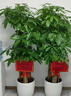 綠韻花田【2小時(shí)達】步步高發(fā)財樹(shù)盆栽植物室內大型植物客廳開(kāi)業(yè)公司門(mén)口 步步高發(fā)財樹(shù)一對 曬單實(shí)拍圖