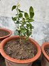 葉之靜檸檬樹(shù)苗 陽(yáng)臺 庭院植物 南方北方種植 果樹(shù)苗 當年顆結果 香水檸檬 五年大苗當年結果 曬單實(shí)拍圖