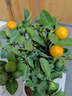 臨雅金桔樹(shù)苗盆栽年橘可食用四季橘子客廳室內外綠植物花瓣盆源頭直發(fā) 曬單實(shí)拍圖