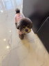 湯尼熊 TAWNEYBEAR狗狗羽絨服寵物衣服冬季四腳打底衣泰迪比熊雪納瑞貓咪馬甲外套 內搭四腳衣【粉色】 M丨背長(cháng)29胸圍44建議5-8斤 曬單實(shí)拍圖