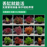 瘋狂水草坨草魚(yú)缸水草植物直接入缸真水草4棵魚(yú)缸造景套餐 源頭直發(fā)包郵 曬單實(shí)拍圖