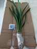 蘭花苗盆栽墨蘭建蘭惠蘭四季開(kāi)花好養濃香型客廳室內觀(guān)賞花卉綠植 21【大將軍】 3苗連體【送肥】明年開(kāi)花 曬單實(shí)拍圖