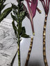 年宵花富貴竹春節水養花卉轉運竹水培植物盆栽過(guò)年裝飾年貨綠植 5枝-65cm鴻運當頭 標準 曬單實(shí)拍圖