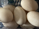 12枚特大生鵝蛋220-260克雙黃蛋正宗土鵝蛋農家散養新鮮孕婦精品 12枚裝140-160克 （雙黃蛋） 曬單實(shí)拍圖