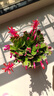 精品帶花苞開(kāi)花蟹爪蘭多色四季花卉家養盆栽室內陽(yáng)臺庭院多肉綠植 蟹爪蘭：紅色大盆【60-99花苞】含加侖盆 曬單實(shí)拍圖