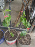 親密9號黃金百香果苗廣西純甜黃金果嫁接苗爬藤四季當年結果純甜 黃金百香果苗2棵（帶土帶葉） 30-40高 曬單實(shí)拍圖