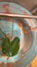 金魚(yú)草金魚(yú)觀(guān)賞魚(yú)冷水好養耐活小魚(yú)苗錦鯉 5-7cm 紅草金買(mǎi)10條送10條（加備損） 曬單實(shí)拍圖