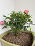 【年宵花】大盆玫瑰花盆栽月季陽(yáng)臺好養花卉耐寒四季循環(huán)開(kāi)花好養 【粉色夢(mèng)幻】仙度瑞拉玫瑰1盆+肥料/1加侖 含盆高度30-40厘米 帶花帶花苞發(fā)貨 曬單實(shí)拍圖