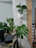 愛(ài)優(yōu)尚水培龜背竹盆栽客廳室內辦公室桌面植物2株吸甲醛源頭直發(fā) 曬單實(shí)拍圖