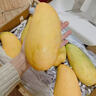 壹萌果蔬金煌芒芒果 當季現摘廣西大芒果新鮮水果水仙青芒果整箱送禮 5斤精品果【單果200g+】 凈4.5斤 曬單實(shí)拍圖