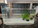 金晶超白魚(yú)缸客廳桌面小魚(yú)缸玻璃草缸龜缸懶人家用生態(tài)造景金魚(yú)缸 長(cháng)50cm寬27cm高30cm(厚度5mm)金晶超白魚(yú)缸裸缸 曬單實(shí)拍圖