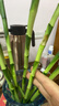 富貴竹粗桿帶根水培植物客廳水培土養水養好養活轉運盆栽綠植 帶根】富貴竹63-74厘米-10棵+送專(zhuān)用營(yíng)養粉 曬單實(shí)拍圖