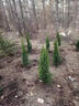 述雪塔柏樹(shù)苗帶泥墓地松蜀檜柏松柏墳頭掃墓寶塔松側柏龍柏工程綠化苗 龍柏90-100厘米高 曬單實(shí)拍圖