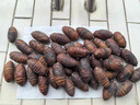 遼夢(mèng)【銷(xiāo)量20萬(wàn)+只】蠶蛹鮮活發(fā)貨東北特產(chǎn) 新鮮繭蛹特級大黃蠶蛹蟬蛹 大黑蠶蛹1000g【80-100只】 曬單實(shí)拍圖