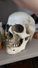 藍蝶高精度仿真1:1人頭骨模型樹(shù)脂骷髏頭藝術(shù)用頭骨美術(shù)臨摹模型 樹(shù)脂人體模型解剖結構美術(shù)模型 下巴分體（可拆） 曬單實(shí)拍圖