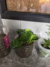 圓葉吸毒王碧玉公主豆瓣綠年宵花擺件植物桌面四季常青花凈化空氣 碧玉3顆【送肥】 曬單實(shí)拍圖