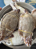 舟山梭子蟹鮮活特大野生大螃蟹新鮮冷凍海鮮水產(chǎn)海蟹飛蟹白蟹順豐 凈重3-4兩/只【10只 精品野生】 曬單實(shí)拍圖