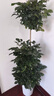 植男植女幸福樹(shù)造型綠寶盆栽真綠植客廳室內大型綠植辦公喬遷新居源頭直發(fā) 曬單實(shí)拍圖