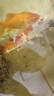 錦鯉魚(yú)活體觀(guān)賞魚(yú)活魚(yú)小型易養冷水淡水魚(yú)小魚(yú)苗錦鯉金魚(yú)好看錦鯉 16-18cm黃金1+紅白1+三色1 曬單實(shí)拍圖