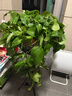 綠有意 綠蘿長(cháng)藤盆栽室內大葉垂吊植物大盆綠籮除甲醛吊綠植水培花卉蘭 360大盆長(cháng)藤綠蘿帶蓄水盆一盆+肥 曬單實(shí)拍圖
