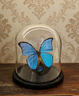 蝴蝶標本真蝴蝶大藍閃蝶玻璃罩高級復古教學(xué)科普標本 大藍閃蝶玻璃罩（超大號柱形） 曬單實(shí)拍圖
