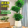 愛(ài)優(yōu)尚幸福樹(shù)盆栽客廳室內大型綠植辦公室喬遷新家綠寶凈化空氣源頭直發(fā) 曬單實(shí)拍圖