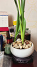 特價(jià)大盆君子蘭盆栽名貴國寶級花卉苗綠植物圓頭和尚室內四季好養 01：【特惠款】5-8片葉子+帶土 送肥料【不含盆】 曬單實(shí)拍圖