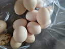 谷德無(wú)抗雞蛋 五谷胡蘿卜喂養溏心蛋鮮雞蛋30枚紅心1500g生鮮買(mǎi)菜 15枚 曬單實(shí)拍圖