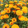 耘淘金盞菊炫彩種子矮生長(cháng)生菊花易種盆栽耐陰金盞花四季播開(kāi)花種籽孑 金盞菊炫彩種子5包約150粒 原裝 曬單實(shí)拍圖