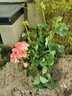 臨雅驅蚊天竺葵帶花苞陽(yáng)臺盆栽天竺葵花苗重瓣花卉源頭直發(fā)橘粉140#*2 曬單實(shí)拍圖