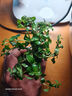 七葉島水草魚(yú)缸造景水草植物直接入缸水培植物蜈蚣草水溶懶人造景整套 【精品級】隨機1杯水草（送凈水環(huán)） 曬單實(shí)拍圖