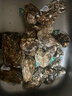 其他品牌鮮活冷水生蠔130g-230g/個(gè) 曬單實(shí)拍圖