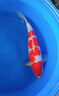 鯉與你龍巔精品錦鯉高端精品進(jìn)口日本錦鯉活魚(yú)錦鯉魚(yú)觀(guān)賞魚(yú)活體純種大魚(yú)風(fēng)水紅白大正 紅白  高端精品 高端精品魚(yú)15-20公分 曬單實(shí)拍圖