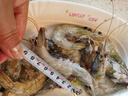 GUO LIAN國聯(lián)水產(chǎn)南美白對蝦沙特進(jìn)口鹽凍蝦厄瓜多爾加大號活蝦急凍蝦類(lèi) 【稀缺】沙特進(jìn)口大蝦大號 4斤(凈重) 曬單實(shí)拍圖