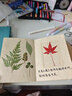 真樹(shù)葉子植物標本幼兒園樹(shù)葉手工貼畫(huà)干花壓花DIY滴膠寫(xiě)真干花妝綠葉材料包組合 綠葉套裝 曬單實(shí)拍圖