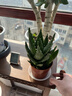 花翁盆栽室內凈化空氣花卉綠植仙人掌多肉大號蘆薈（簡(jiǎn)易盆）源頭直發(fā) 曬單實(shí)拍圖