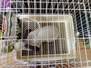 威畢兔籠防噴尿室內家用大號荷蘭豬豚鼠龍貓寵物侏儒兔子專(zhuān)用籠子別墅 日式兔籠R801白色 曬單實(shí)拍圖