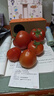 正宗高山沙瓤西紅柿露天生吃粉果番茄新鮮采摘非普羅旺斯西紅柿 凈重【小果50-80克】 1斤 曬單實(shí)拍圖