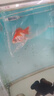 AIPHAROW精品獅子頭觀(guān)賞魚(yú)大魚(yú)冷水魚(yú)金魚(yú)活體招財魚(yú)淡水魚(yú)小金魚(yú)苗 14-15CM精品爆頭丹頂紅1條 曬單實(shí)拍圖