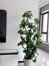 嘆為觀(guān)止大型植物發(fā)財樹(shù)各種大顆盆栽開(kāi)業(yè)喬遷客廳辦公室內好養大型花卉 造型鴨腳木【1.4-1.6米】 含盆 曬單實(shí)拍圖