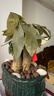 發(fā)財樹(shù)小盆栽大綠植辦公室內除甲醛花卉客廳好養旺宅植物桌面盆景 【主圖款】A級大盆發(fā)財樹(shù)(進(jìn)寶單 含盆 曬單實(shí)拍圖