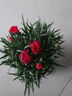 康乃馨盆栽花苗室內陽(yáng)臺綠植帶花苞重瓣四季開(kāi)花新手易種桌面花卉 紅色康乃馨+大白花盆+肥料 曬單實(shí)拍圖