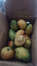 海南小臺農芒果10斤新鮮小臺芒熱帶水果應當季現摘甜心芒【秒殺】 單果80g+（帶箱子3斤） 曬單實(shí)拍圖
