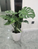 植男植女龜背竹客廳大盆栽大型綠植室內凈化空氣菱形盆源頭直發(fā) 曬單實(shí)拍圖