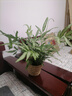 阿波線(xiàn)蕨火焰鳥(niǎo)巢蕨銀線(xiàn)蕨植物蕨類(lèi)觀(guān)賞四季常青好養綠植盆栽室內 阿波線(xiàn)蕨+草編籃子 無(wú)規格 曬單實(shí)拍圖