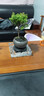京悠雨金絲楠木小葉赤楠盆景老樁盆栽苗花卉辦公室內桌面小綠植好養四季 小葉赤楠+舍得陶瓷圓盆+方形底托+苔蘚+肥料 不含托盤(pán) 曬單實(shí)拍圖